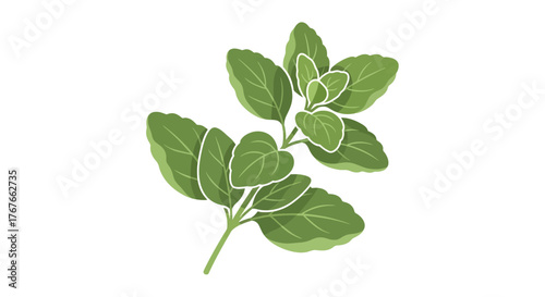 Simple oregano herb illustration showcasing vibrant green leaves and clean design suitable for