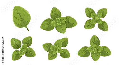 Collection of fresh oregano sprigs with vibrant green leaves isolated on white background