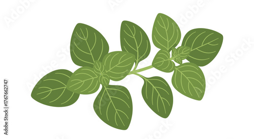Aromatic herb branch with vibrant green leaves isolated on a clean white backdrop providing a