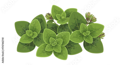 Fresh Oregano Sprigs with Buds on a White Background, Perfect for Culinary Illustrations and