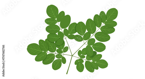 Aesthetic moringa oleifera leaves composition isolated on white background representing health and