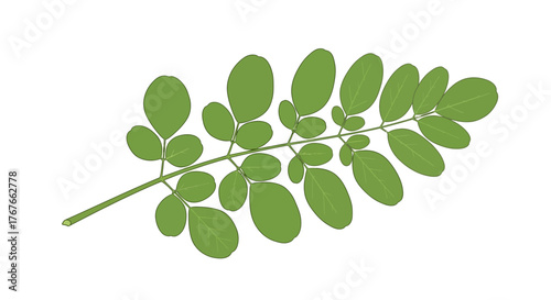 Moringa branch vector art with simplistic leaf design for botanical illustration usage