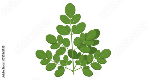 Botanical illustration of moringa oleifera branch with fresh green leaves isolated for educational