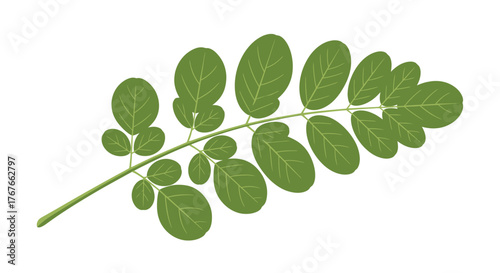 Detailed botanical illustration of a delicate green leaf against a plain white backdrop