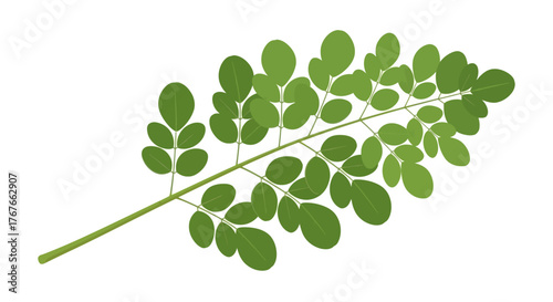 Detailed illustration featuring a lush green moringa leaf on a crisp white background showcasing