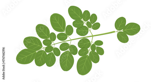 Botanical illustration of moringa branch showing its distinct leaves and structural design with a