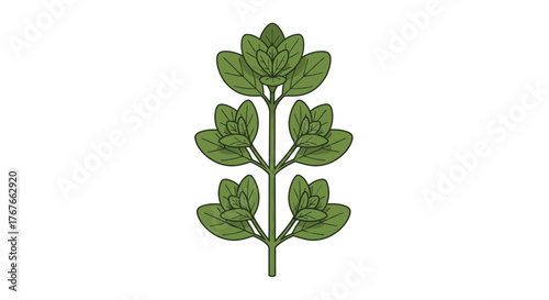 Illustration of Fresh Oregano Herb on White Background for Culinary Design Project