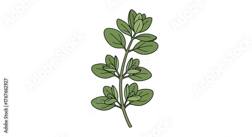 Delicate illustration of oregano sprig showcasing intricate details and botanical charm in soft