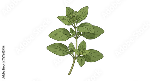 Botanical illustration featuring a branch with lush green oregano leaves on clean white background