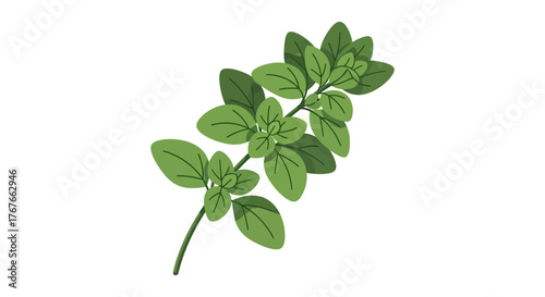 Stylized oregano sprig illustration on a clean white backdrop offering a minimalist botanical design