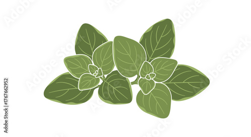 Illustration of vibrant green oregano sprigs, herbal aromatic culinary ingredient on white