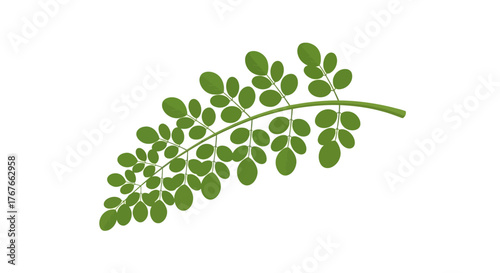 Lush green moringa branch illustration against white backdrop evokes natural wellness and