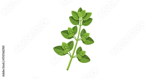 Fresh oregano sprig illustration featuring vibrant green leaves on a clean white backdrop for