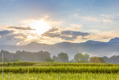 Lush Green Rice Field with Mountains and Morning Sun