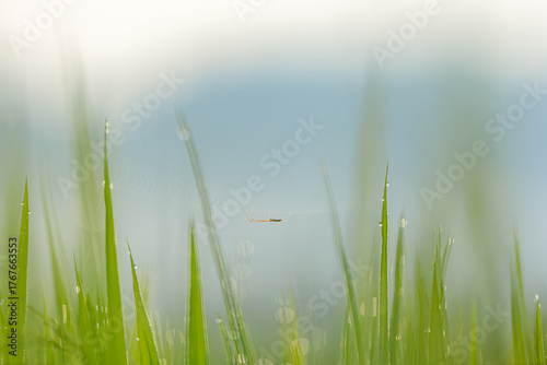 Spiderweb with Dew Drops in a Rice Field