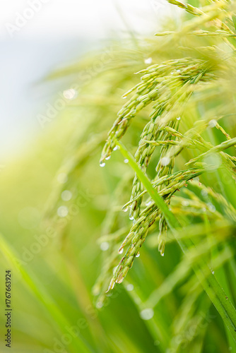 Young Rice Ears with Dew Drops