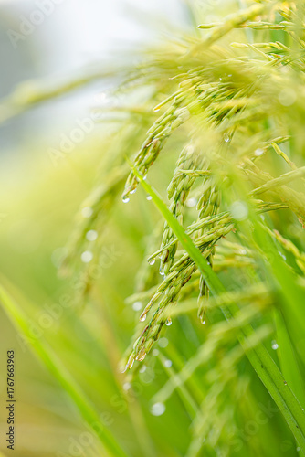 Young Rice Ears with Dew Drops
