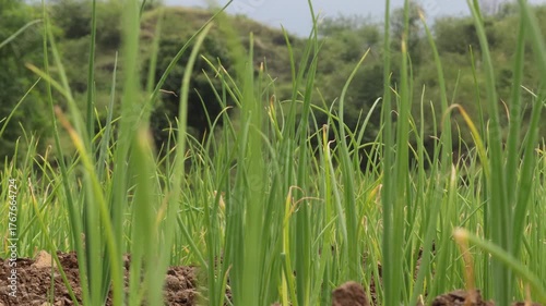 Plant spring onions that are growing in season. Ripe Onion plants row growing on field, close up. with onion bulb, closeup. Rows on the onion plantation in the vegetable garden agriculture.