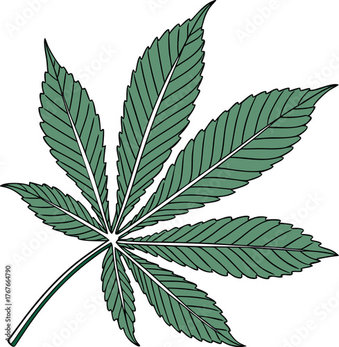 cannabis leaf vector illustration