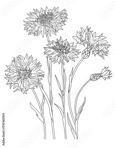 Cornflower coloring page