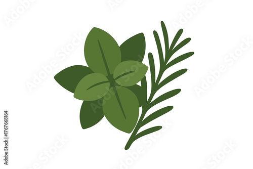 Fresh green basil leaves and aromatic rosemary sprig bundle for cooking and seasoning