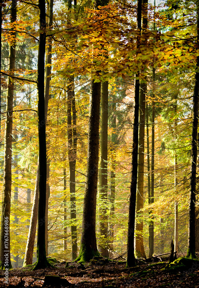 Fototapeta premium Autumn in the Odenwald, Germany