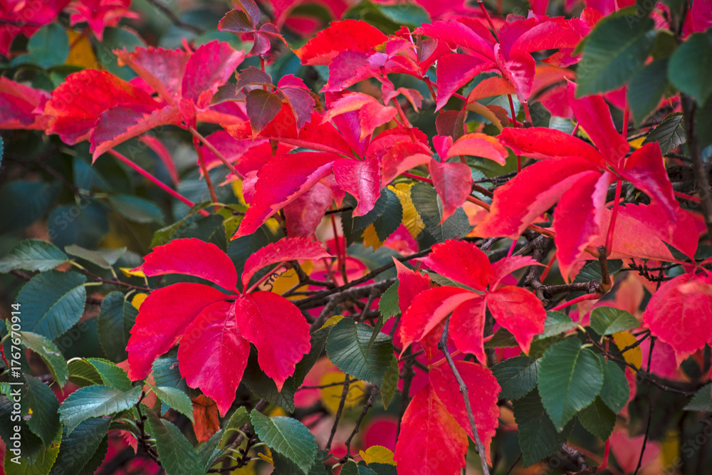 Photography Foglie Rosse