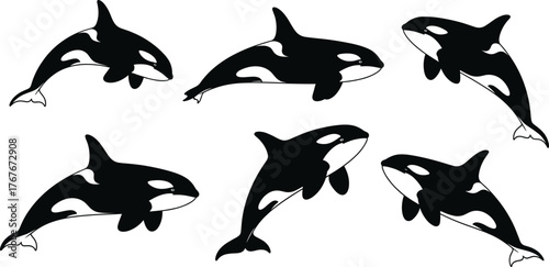 Orca silhouette vector illustration, black and white, swimming poses, marine mammal icons, ocean wildlife theme, killer whale design, aquatic graphic art