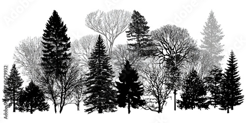 Diverse evergreen and deciduous forest silhouette landscape artistic nature scene