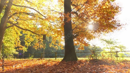 Tracking Shot of Majestic Oak Tree in Autumn, Sunlit Backlight Through Golden Leave
