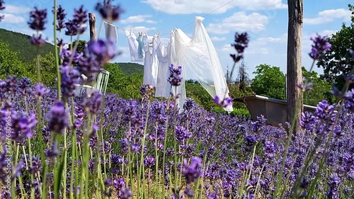 Lavender Scented Laundry. A slow tilt-up connecting fragrant lavender flowers with clean linen drying in the sun, embodying a simple, eco-friendly life