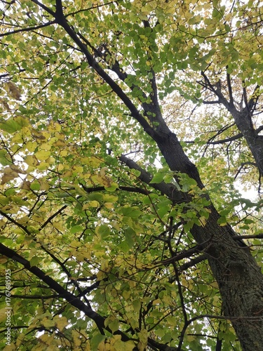 Vibrant leaves transition to autumn colors in a serene forest scene captured beneath tree branches