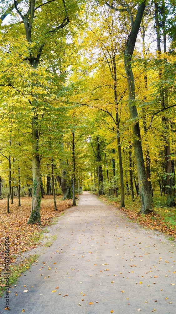 Fototapeta premium autumn