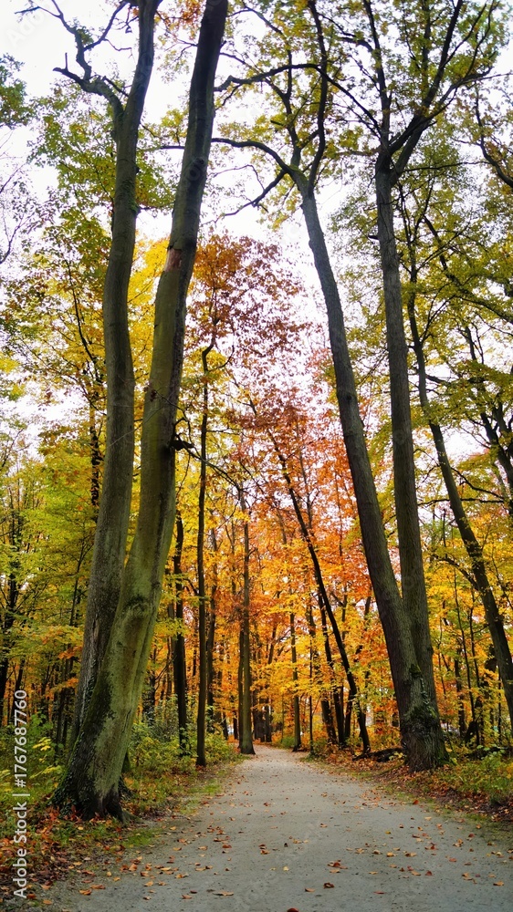 Obraz premium autumn