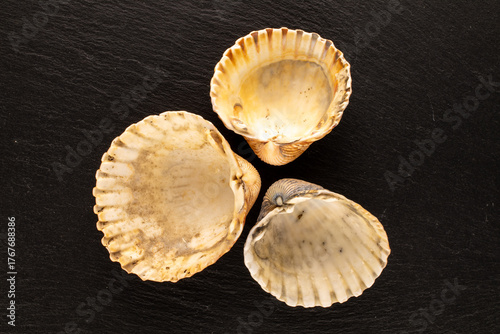 Seashells on slate stone, macro, top view.
