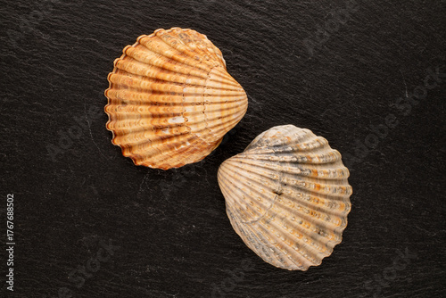 Seashells on slate stone, macro, top view.