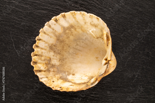 Seashells on slate stone, macro, top view.