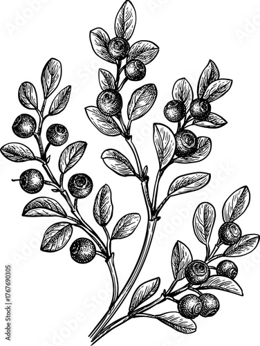 Blueberry branch ink sketch.