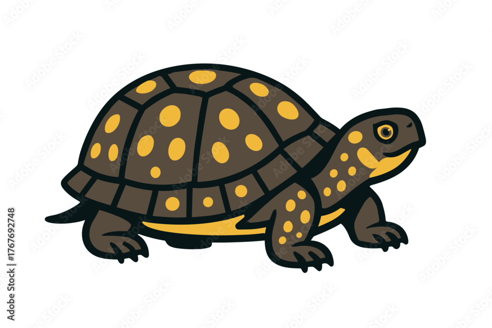 Fototapeta premium Vector Illustration of a Box Turtle