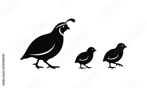 Quail Bird Family Silhouette – Mother Quail with Chicks Vector Illustration