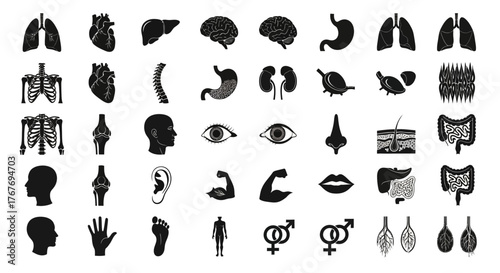 Human Body Organs and Anatomy Silhouette Icon Set for Medical and Educational Designs