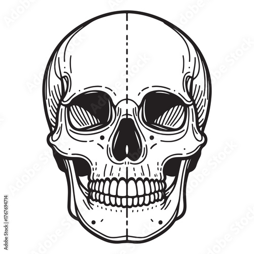 Detailed anatomical skull front view line drawing icon for artistic and gothic design projects striking visual element