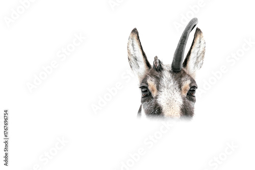 Fine art portrait of Alpine chamois wrapped by snow (Rupicapra rupicapra)
