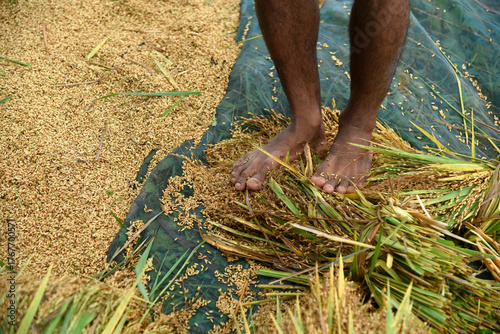 Manually threshing rice grains using feet
