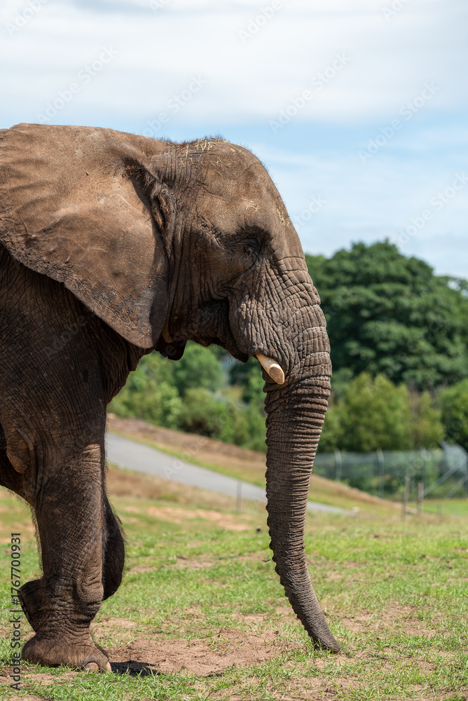 Obraz premium Side view of an African elephant standing on a grassy field in warm sunlight with trees and blue sky in the background. Wildlife conservation and safari nature photography concept