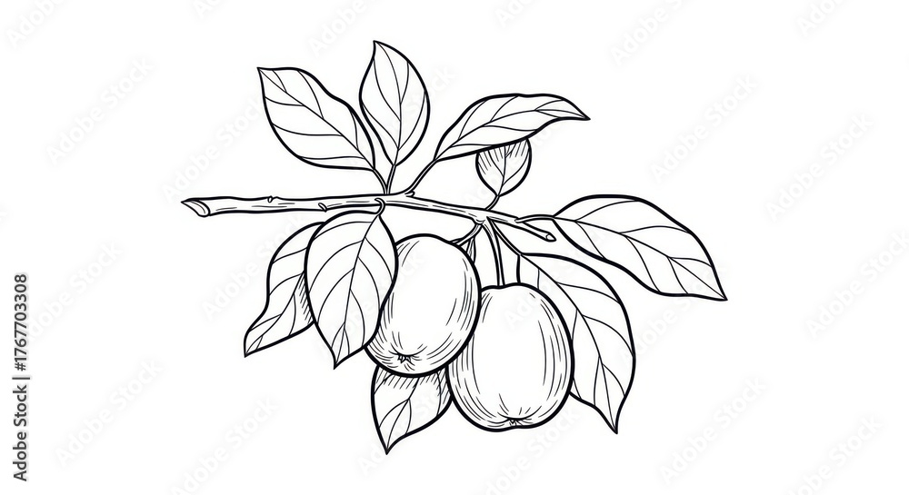 Fototapeta premium Image of a branch with black and white apples and leaves isolated on a white background