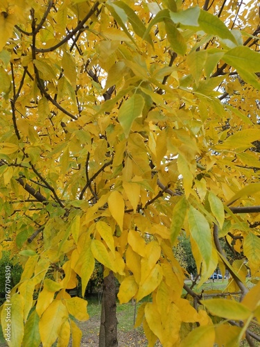 Colorful autumn leaves on a tree in a park during late afternoon