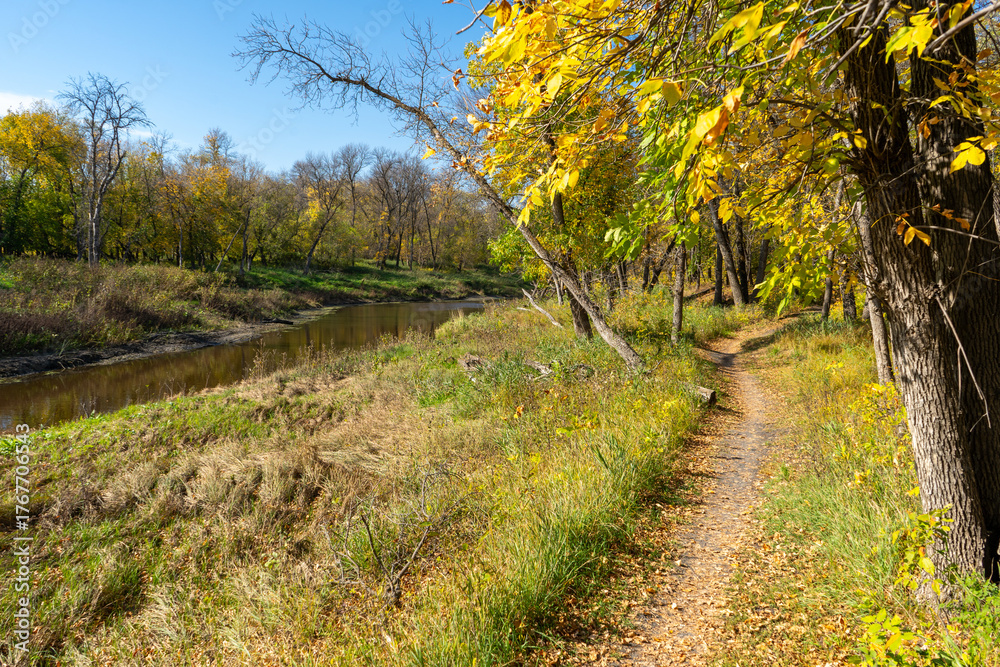 Obraz premium path in the woods