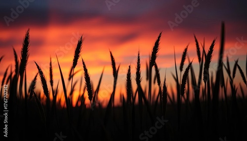 Silhouetted prairie grass blades sharply defined against a vibrant sunset, wild, landscape