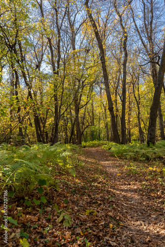 path in autumn forest